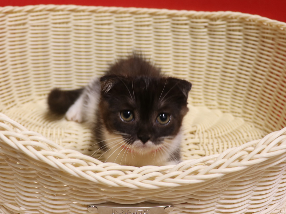 スコティッシュフォールドの子猫画像