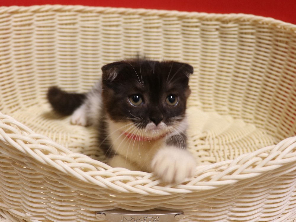 スコティッシュフォールドの子猫画像