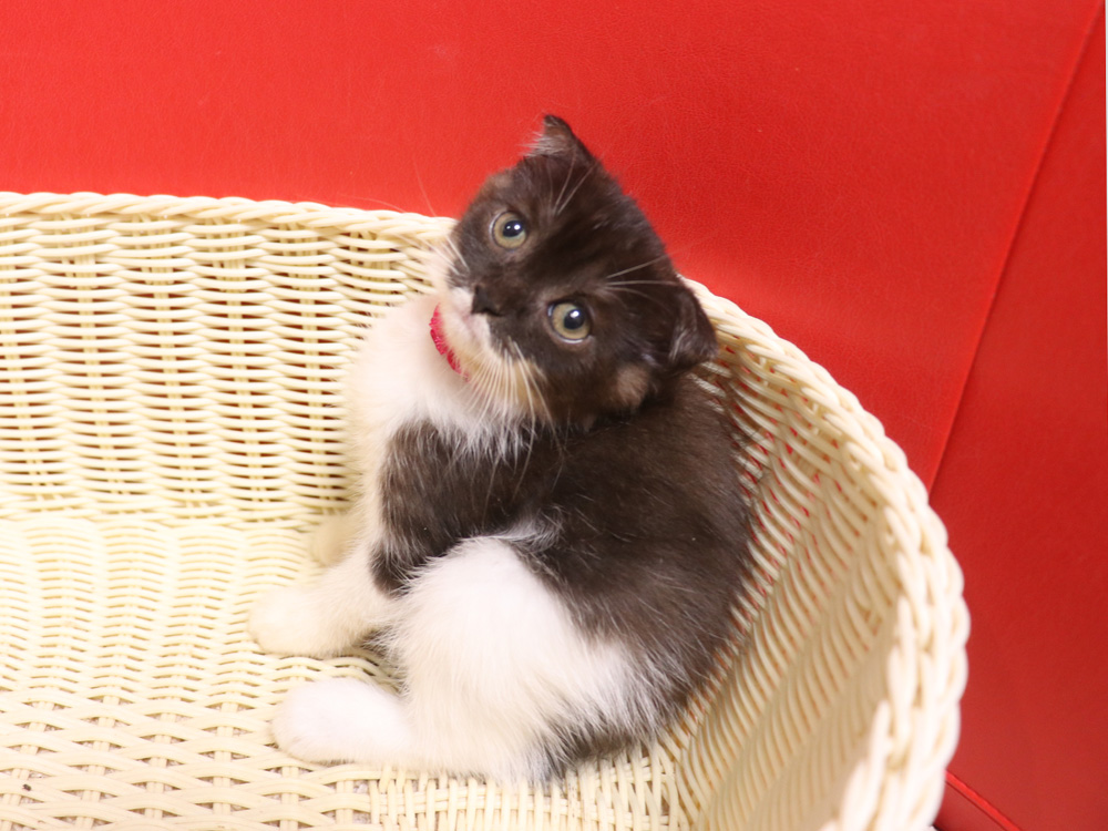 スコティッシュフォールドの子猫画像