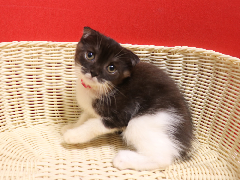 スコティッシュフォールドの子猫画像