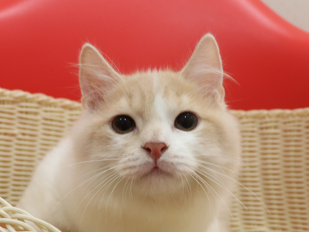 スコティッシュフォールドの子猫画像