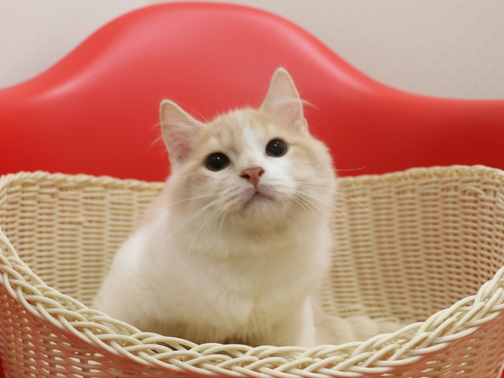 スコティッシュフォールドの子猫画像