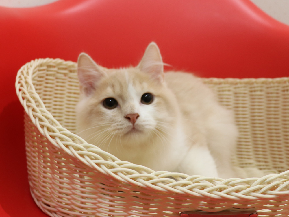 スコティッシュフォールドの子猫画像