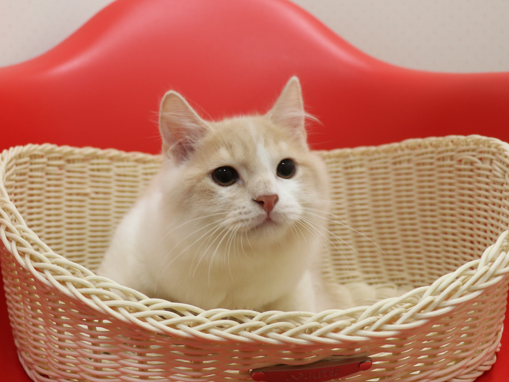 スコティッシュフォールドの子猫画像