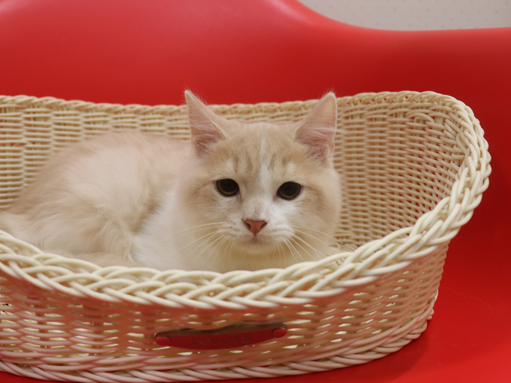 スコティッシュフォールドの子猫画像