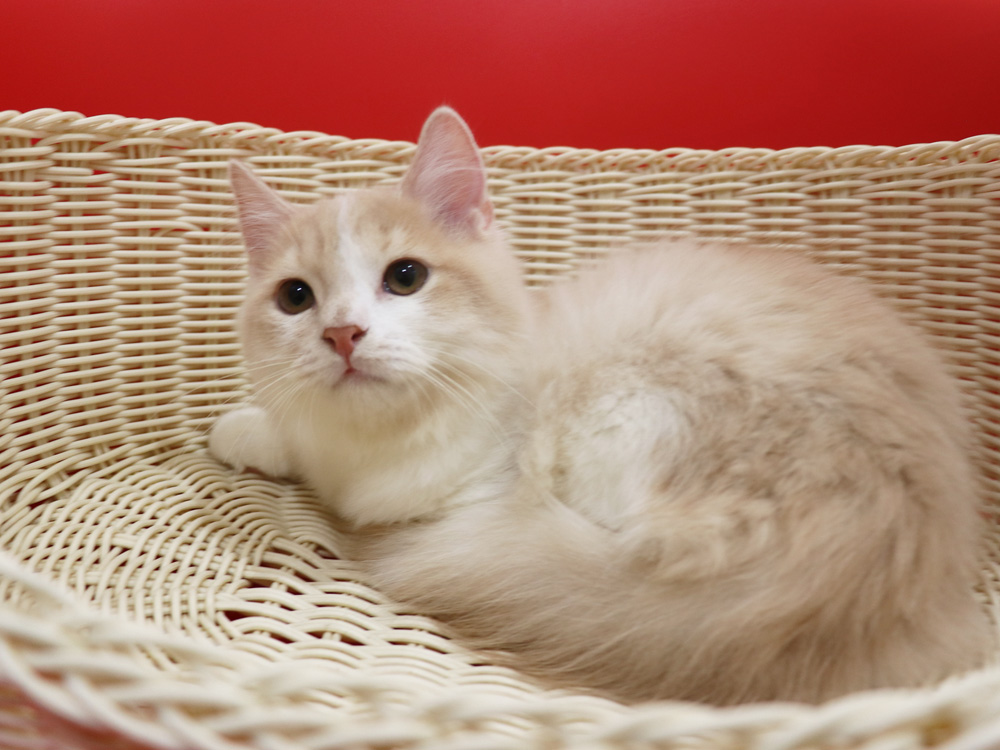 スコティッシュフォールドの子猫画像