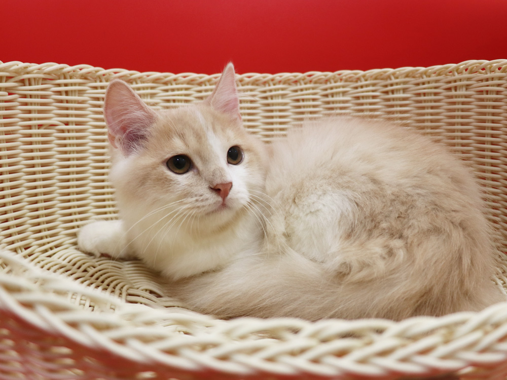 スコティッシュフォールドの子猫画像