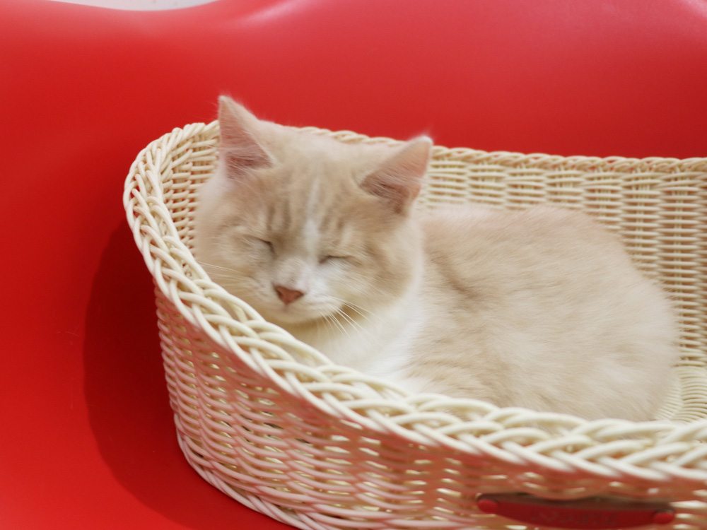 スコティッシュフォールドの子猫画像