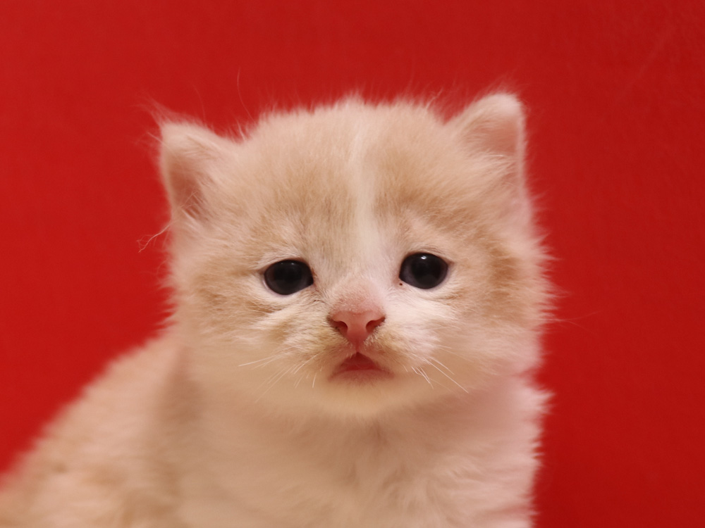 スコティッシュフォールドの子猫画像