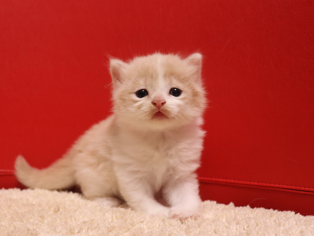 スコティッシュフォールドの子猫画像