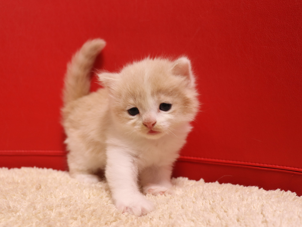 スコティッシュフォールドの子猫画像