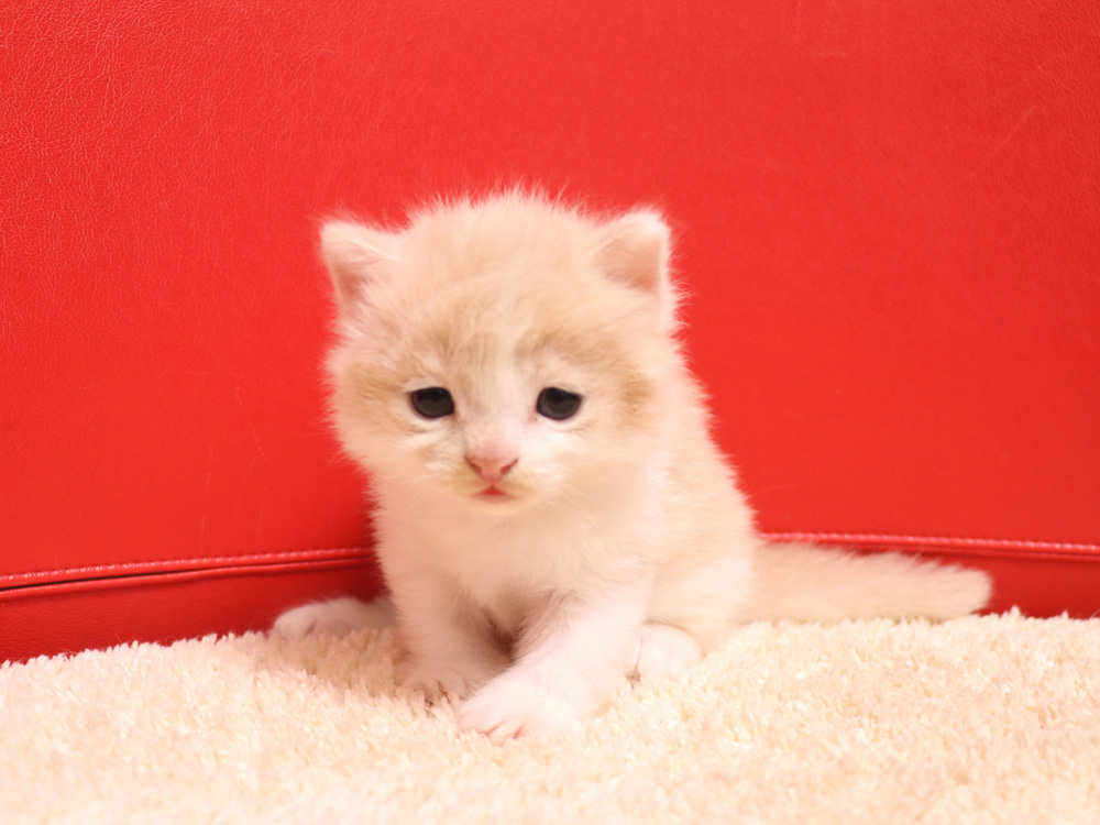 スコティッシュフォールドの子猫画像
