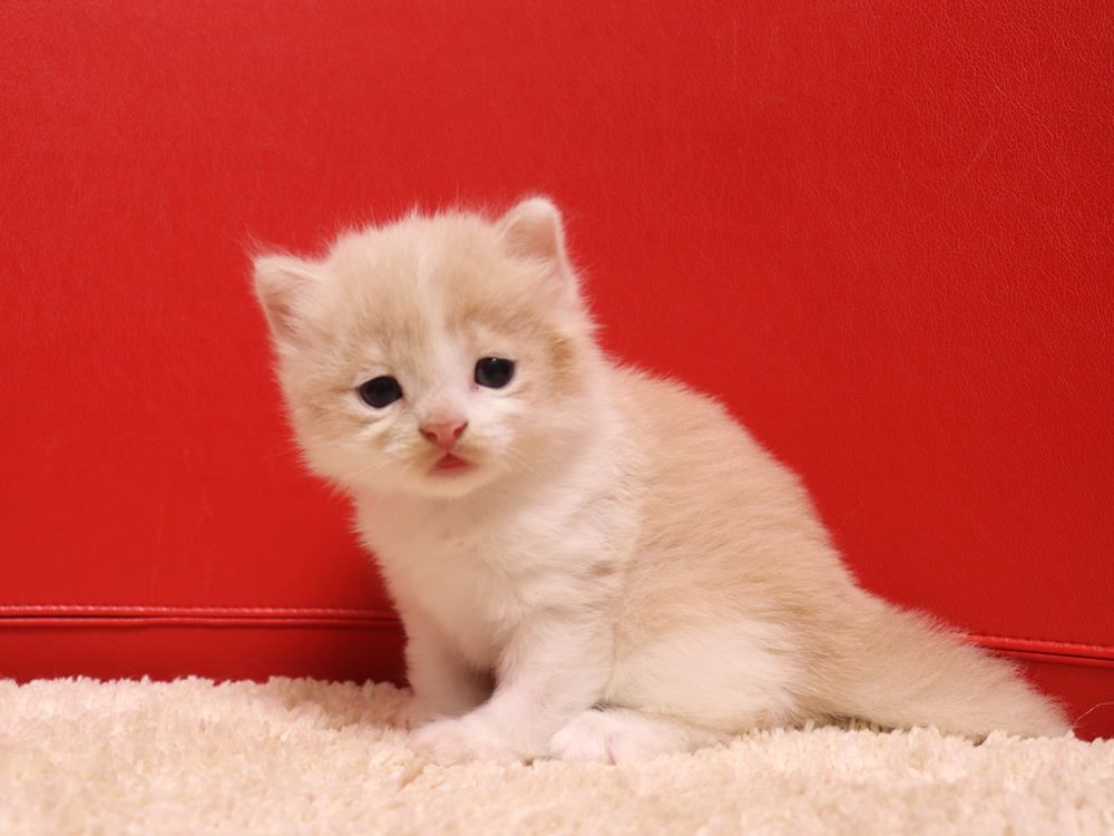 スコティッシュフォールドの子猫画像