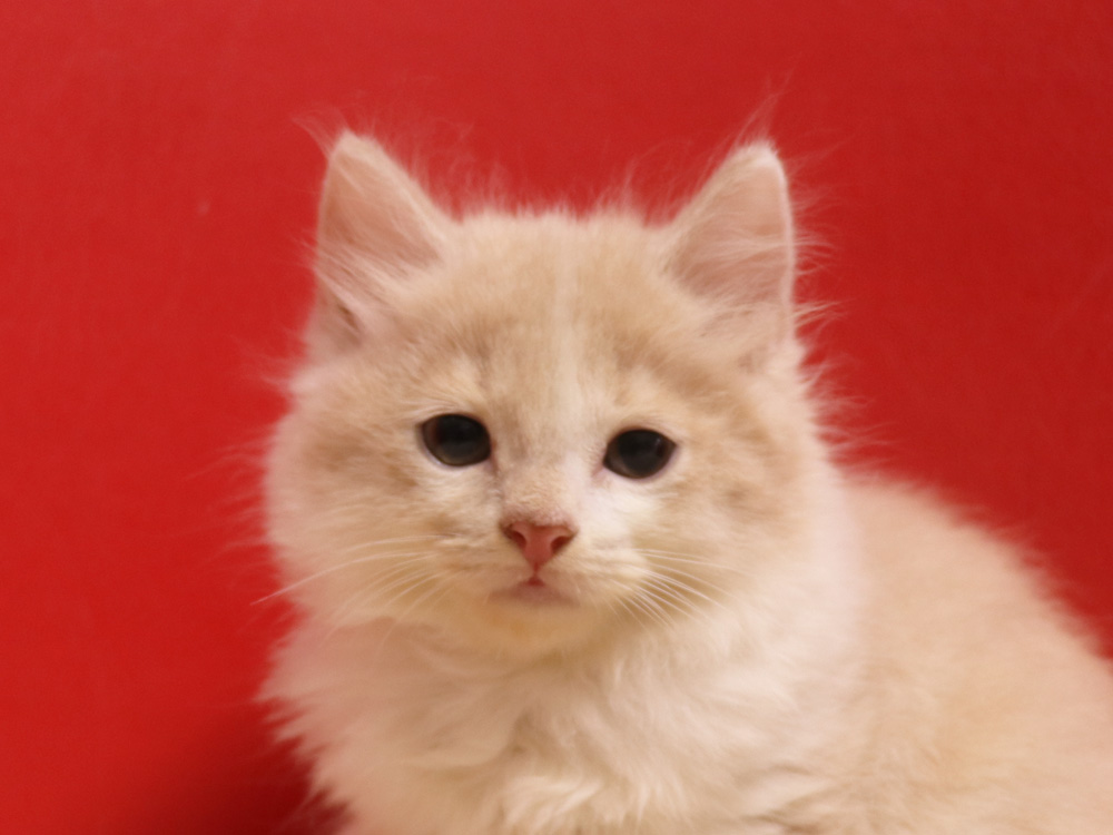 スコティッシュフォールドの子猫画像