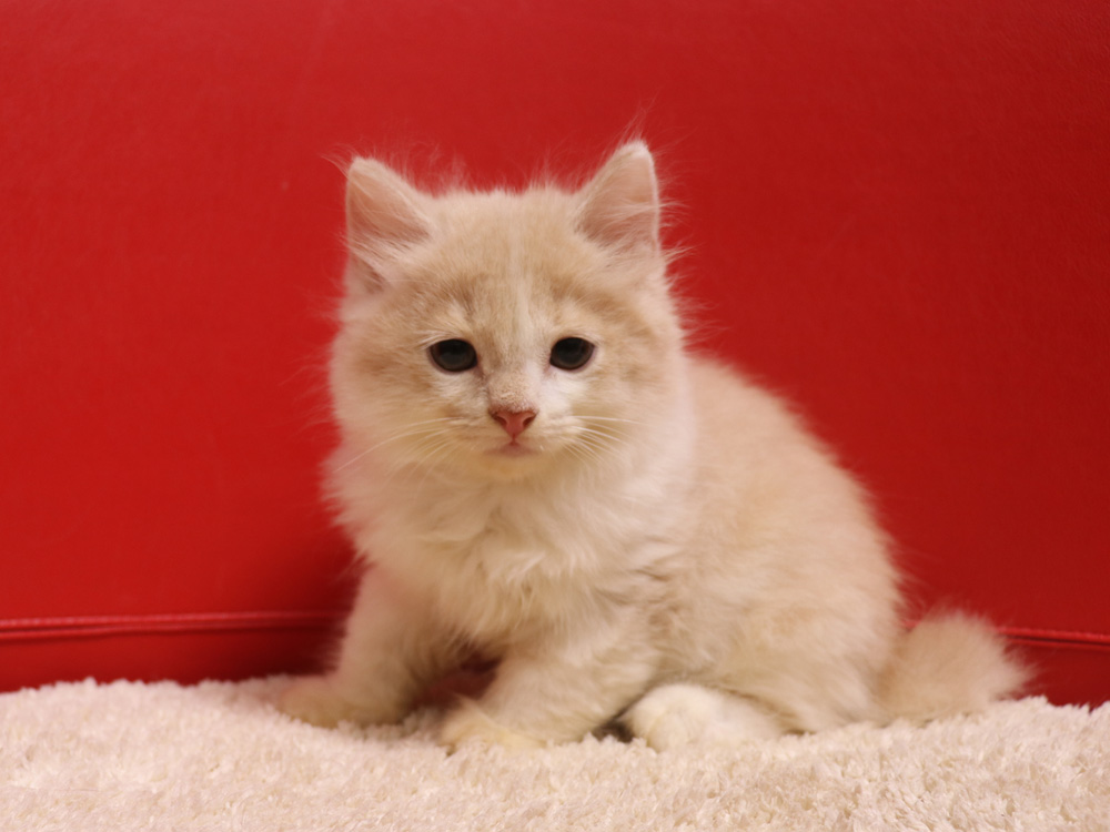 スコティッシュフォールドの子猫画像