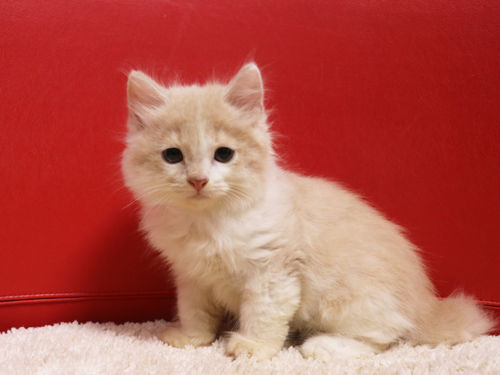 スコティッシュフォールドの子猫画像