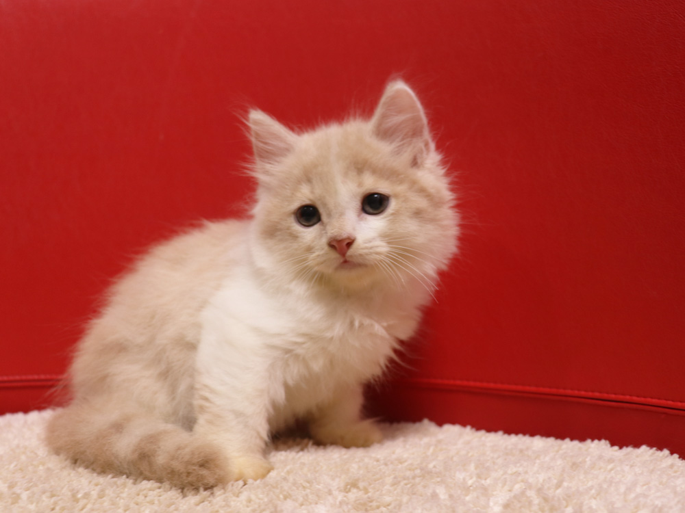 スコティッシュフォールドの子猫画像