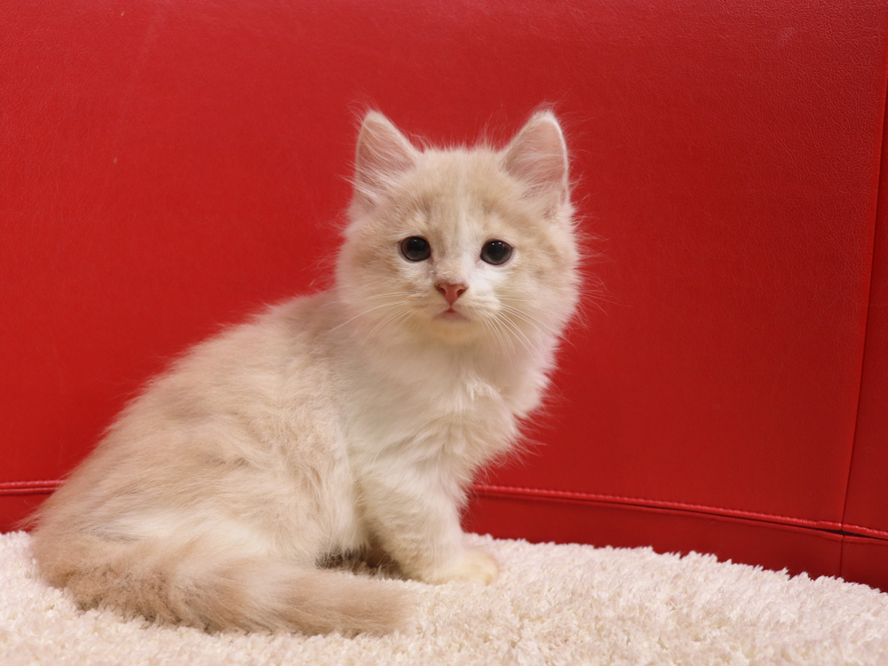 スコティッシュフォールドの子猫画像