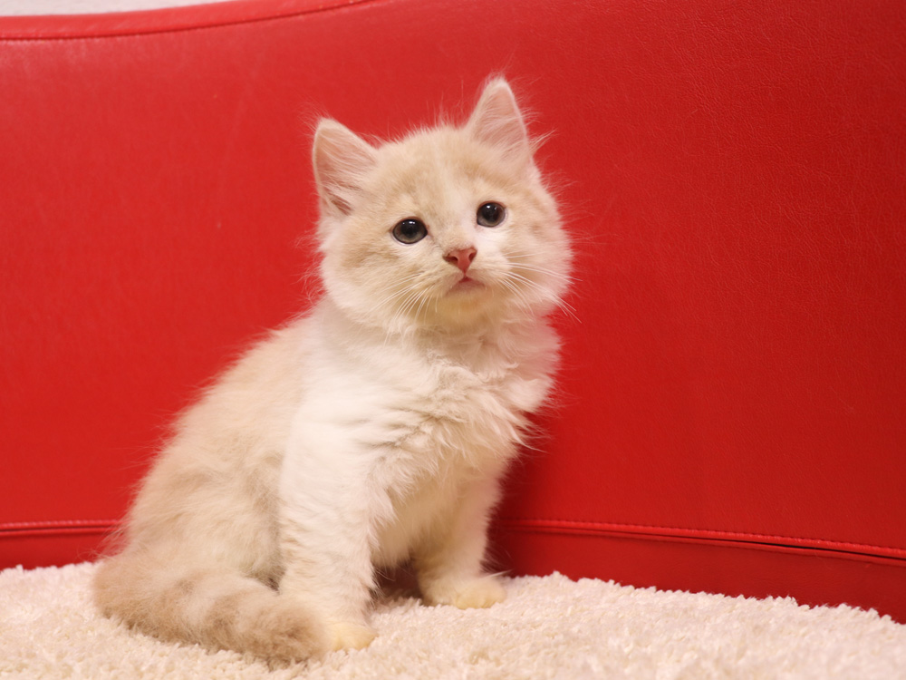スコティッシュフォールドの子猫画像