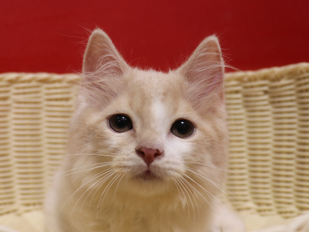 スコティッシュフォールドの子猫画像