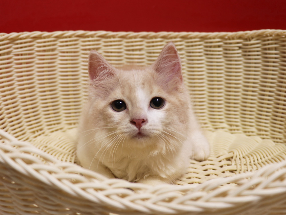 スコティッシュフォールドの子猫画像