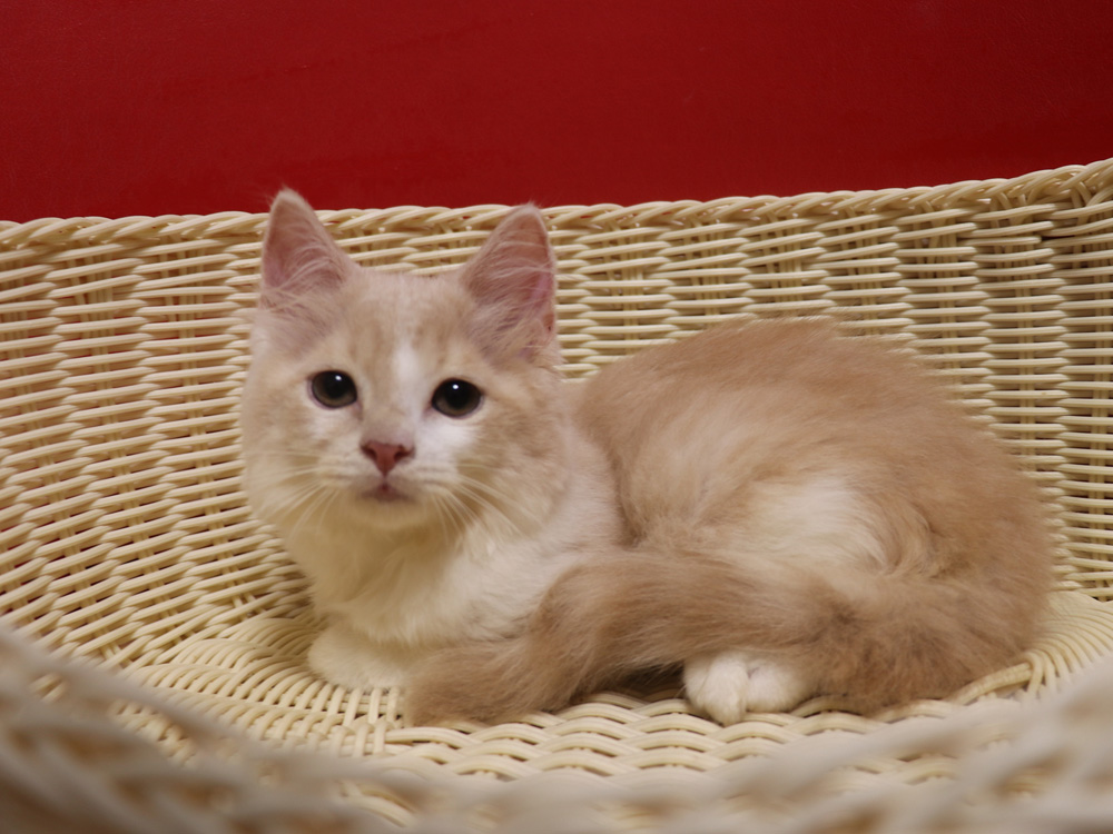 スコティッシュフォールドの子猫画像