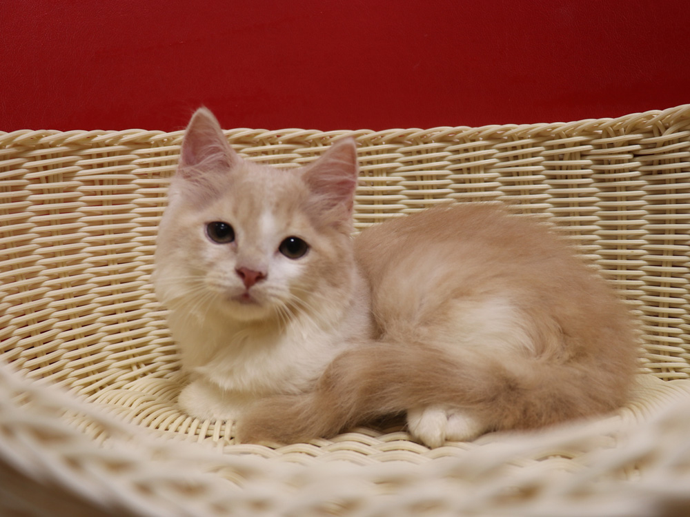 スコティッシュフォールドの子猫画像