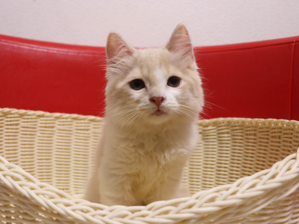 スコティッシュフォールドの子猫画像