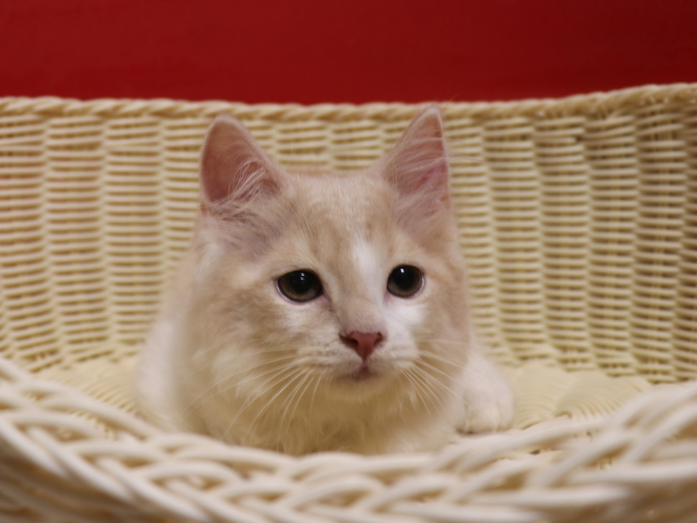 スコティッシュフォールドの子猫画像