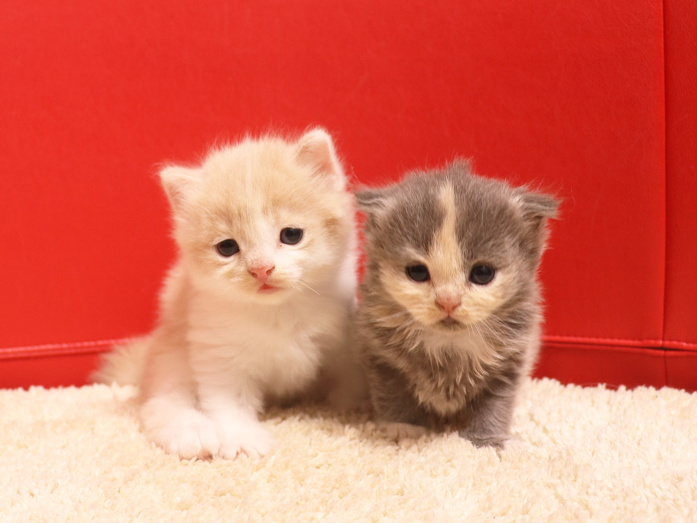 スコティッシュフォールドの子猫画像