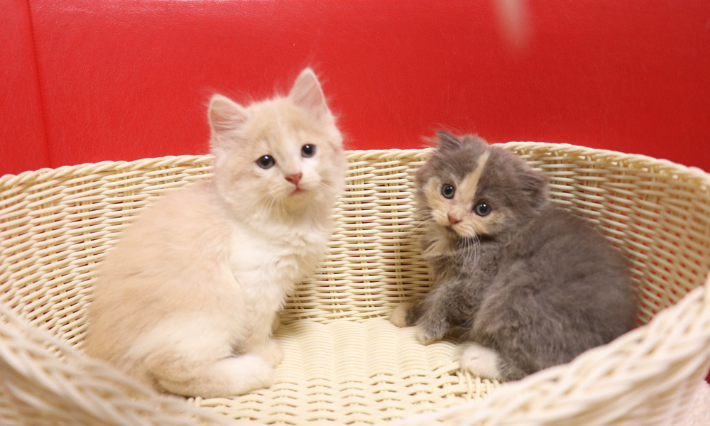 スコティッシュフォールドの子猫画像