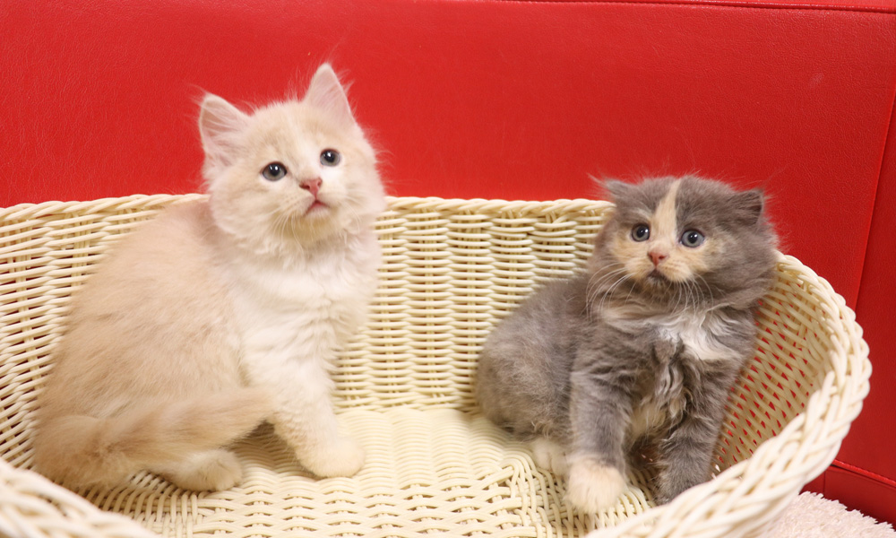 スコティッシュフォールドの子猫画像