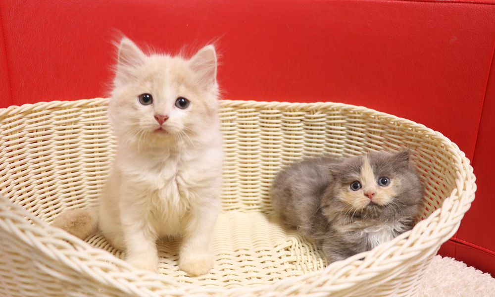 スコティッシュフォールドの子猫画像