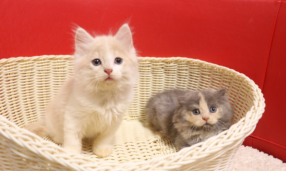 スコティッシュフォールドの子猫画像