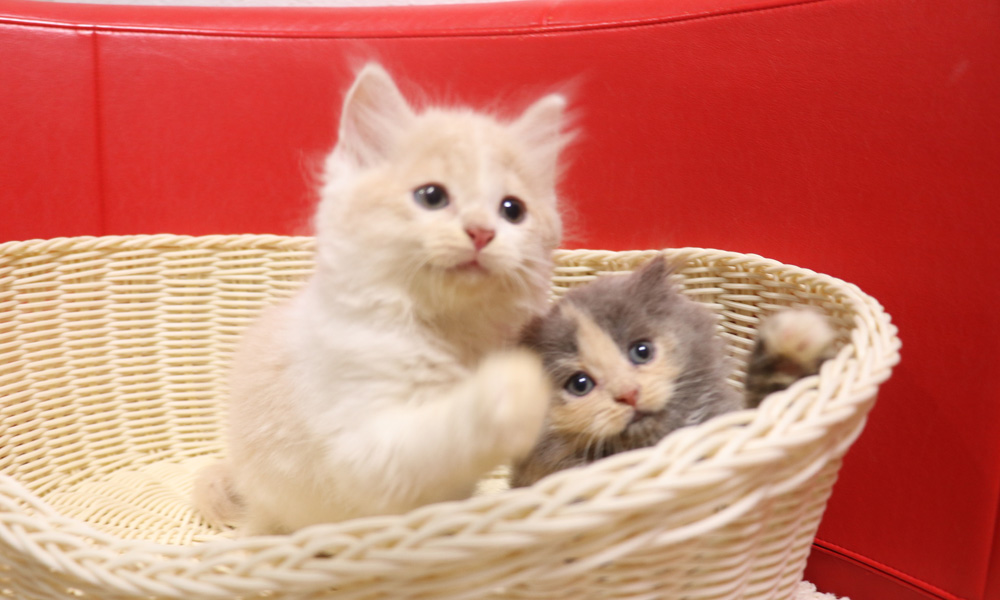 スコティッシュフォールドの子猫画像