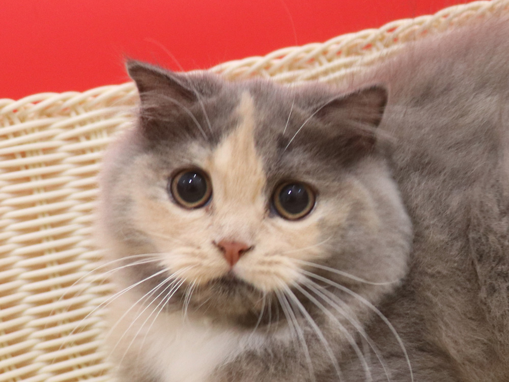 スコティッシュフォールドの子猫画像