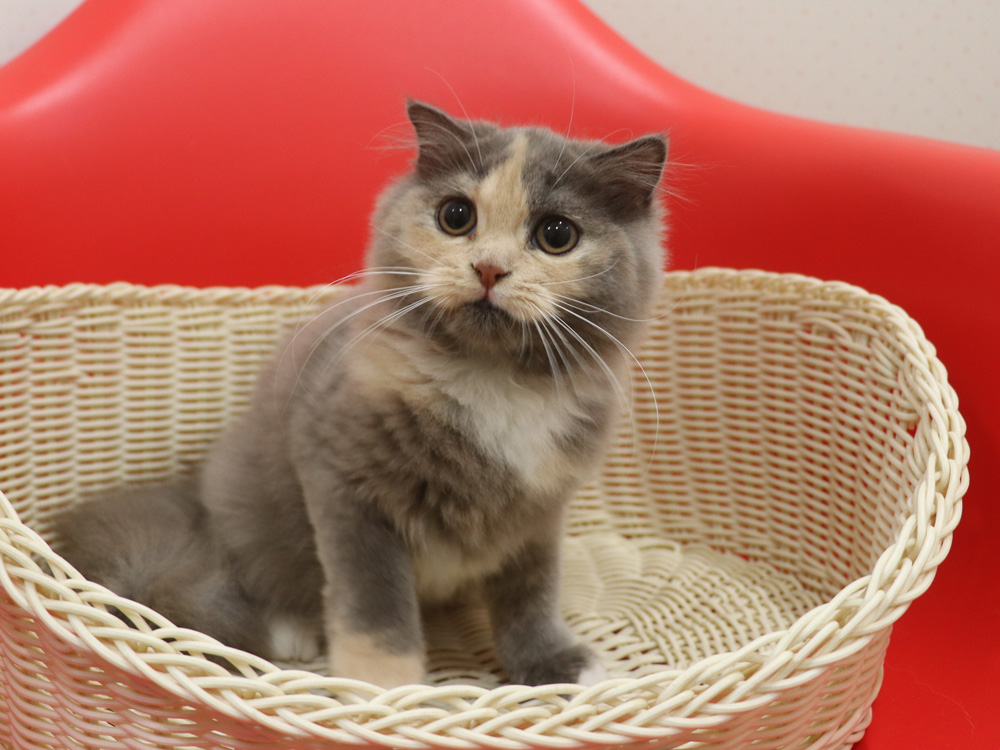 スコティッシュフォールドの子猫画像