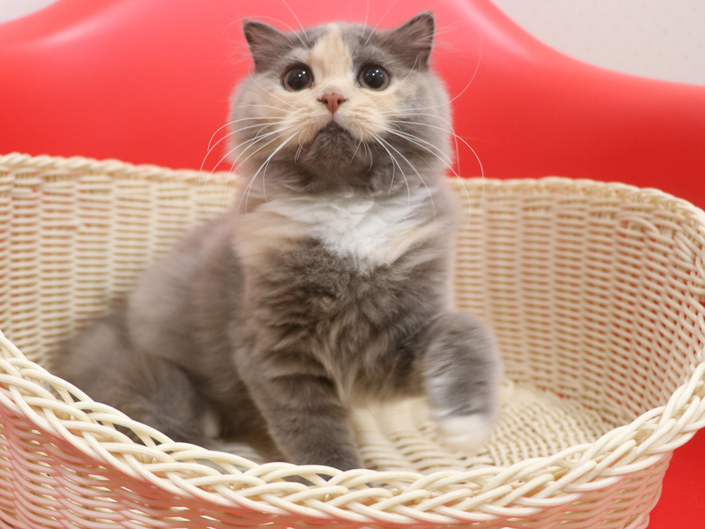 スコティッシュフォールドの子猫画像