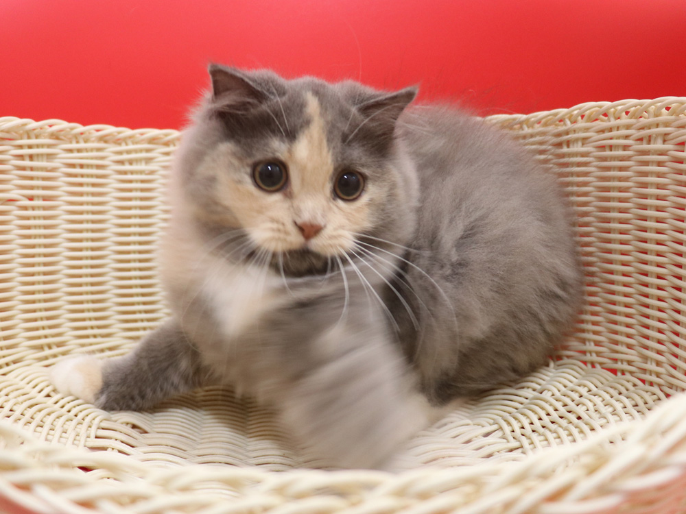 スコティッシュフォールドの子猫画像