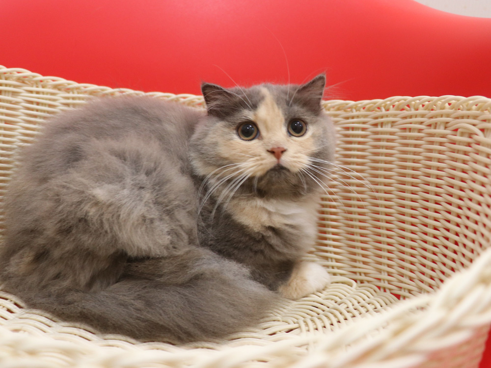 スコティッシュフォールドの子猫画像
