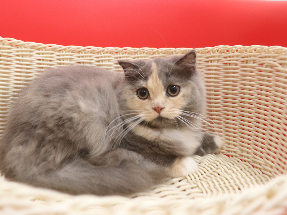 スコティッシュフォールドの子猫画像