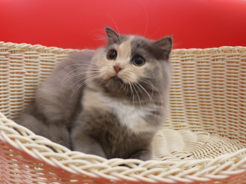 スコティッシュフォールドの子猫画像
