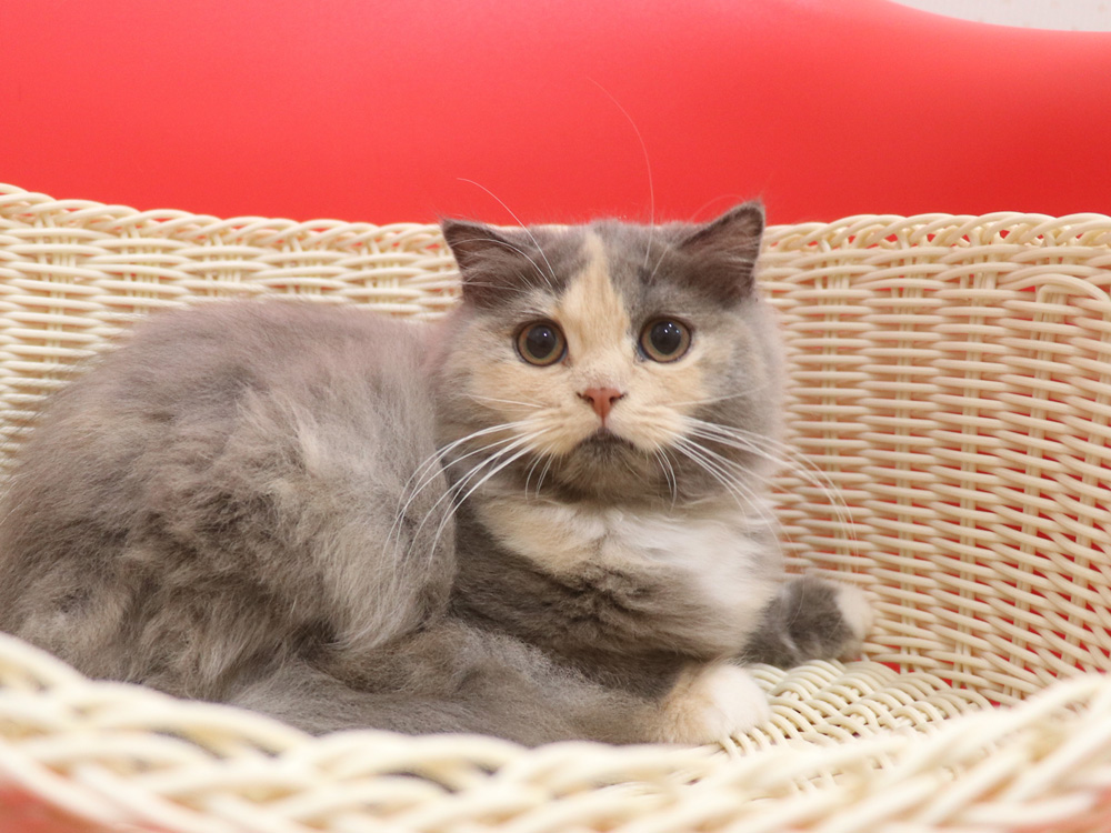 スコティッシュフォールドの子猫画像