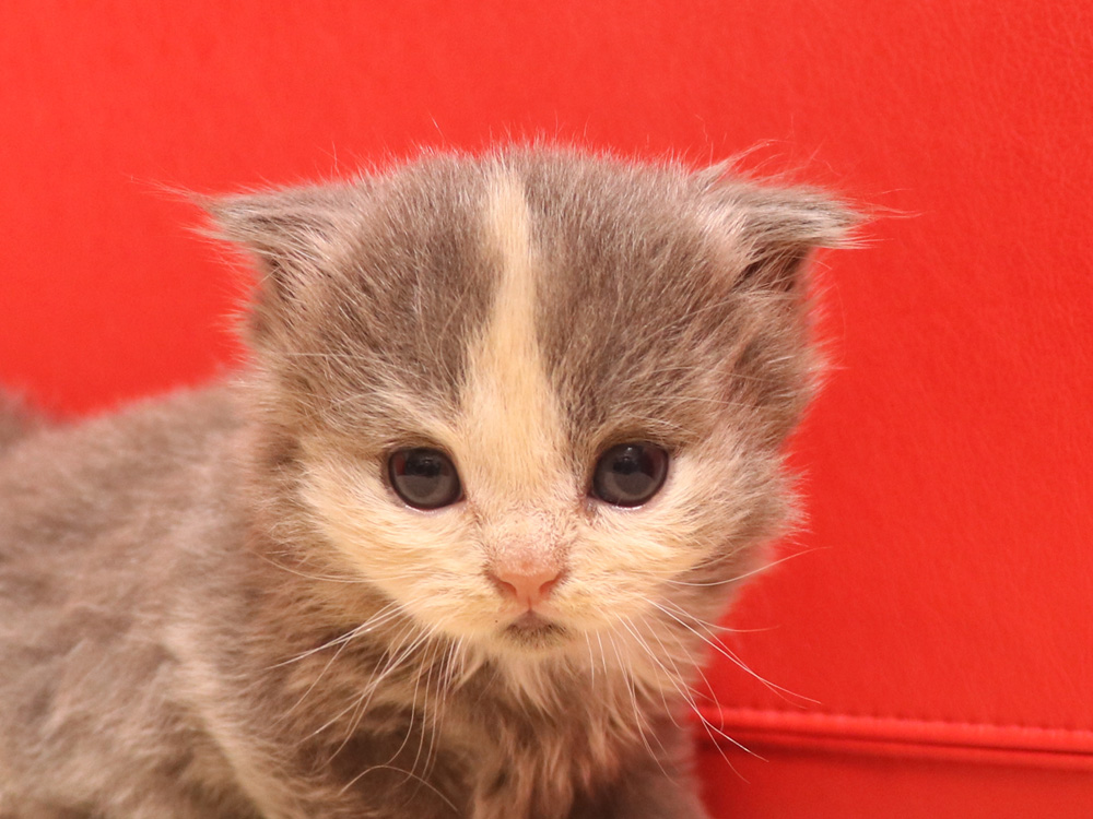 スコティッシュフォールドの子猫画像