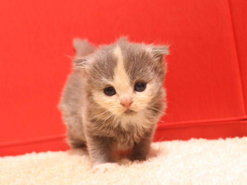 スコティッシュフォールドの子猫画像