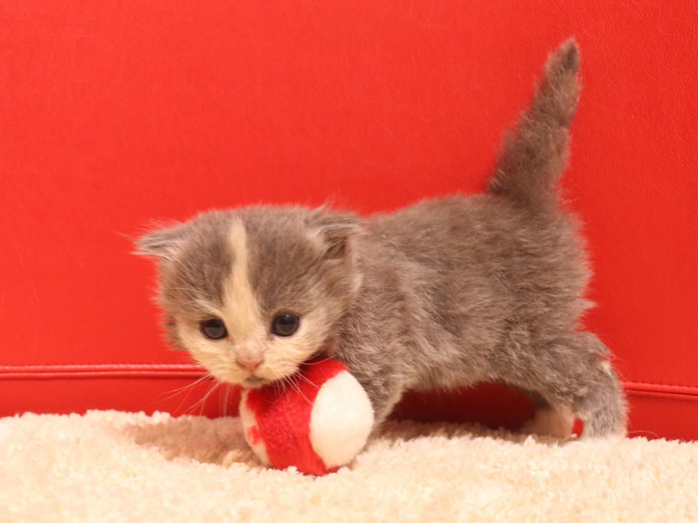 スコティッシュフォールドの子猫画像