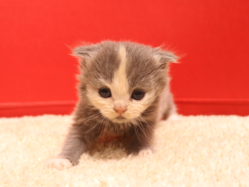 スコティッシュフォールドの子猫画像