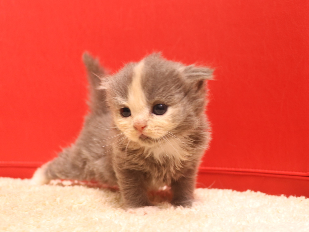 スコティッシュフォールドの子猫画像