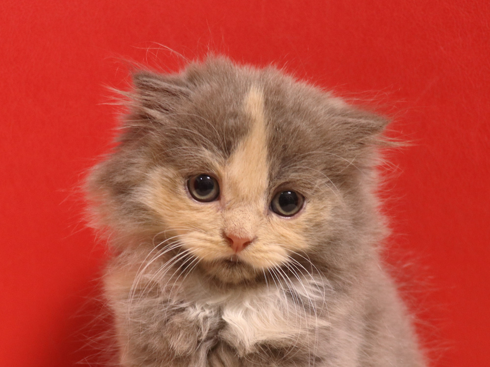 スコティッシュフォールドの子猫画像