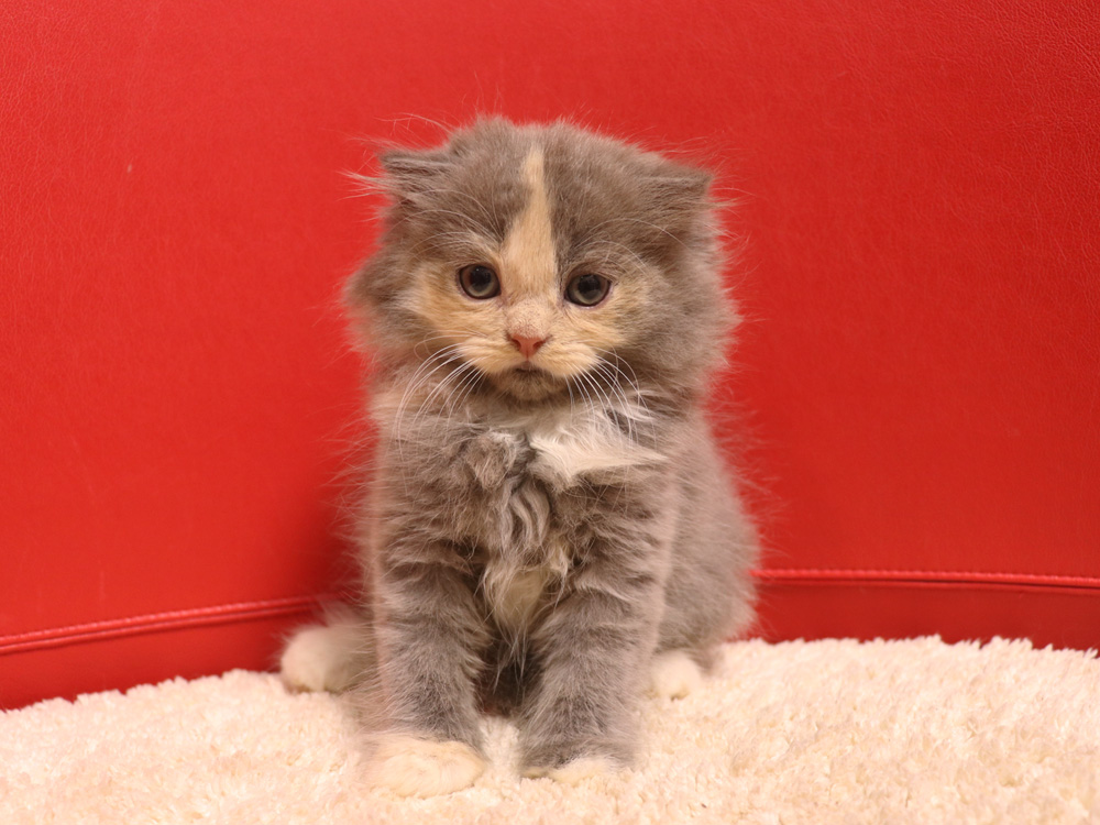 スコティッシュフォールドの子猫画像